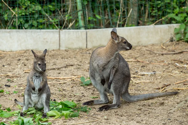 Kızıl enseli kanguru bebek otlatma — Stok fotoğraf
