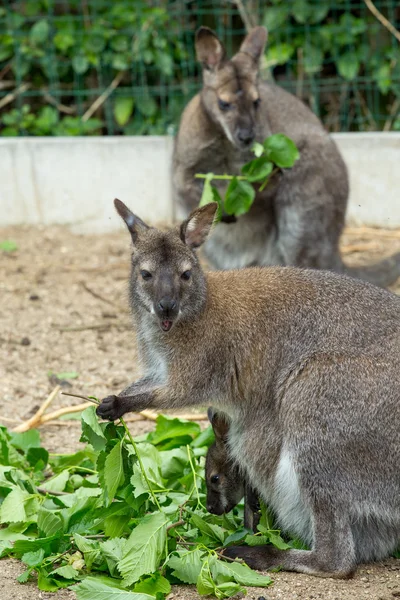 Rozando Wallaby de cuello rojo — Foto de Stock