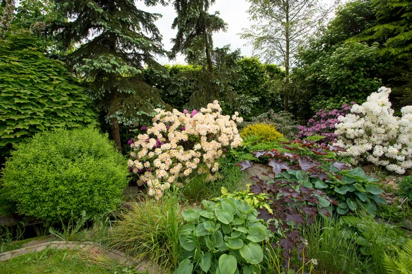 Szép tavaszi kert kialakítása a rhododendron — Stock Fotó