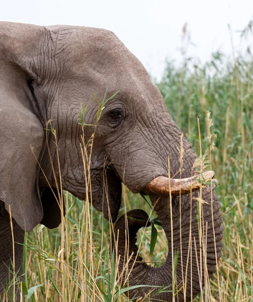 Big african elephants in Etosha — Stock Photo, Image