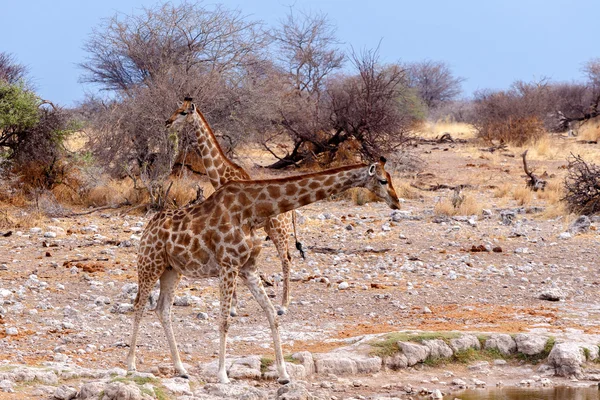 Giraffen giraffe in de buurt van waterput — Stockfoto