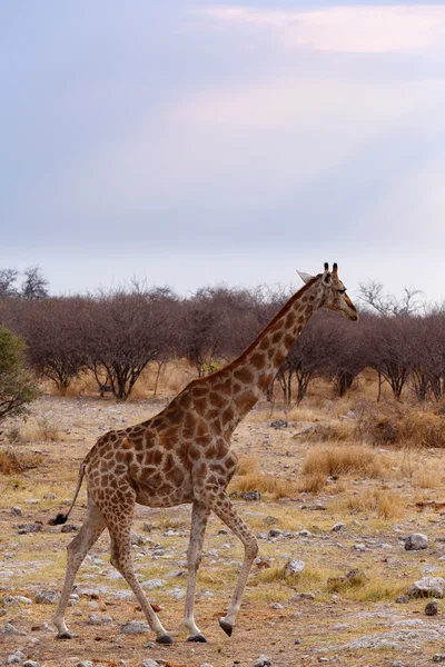 Giraffa camelopardalis nära vattenhål — Stockfoto