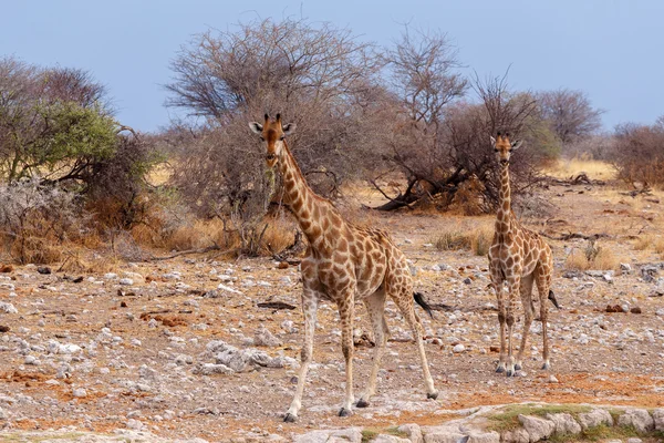 Giraffa camelopardalis near waterhole — Stock Photo, Image