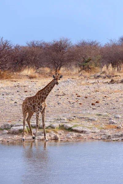 Giraffa camelopardalis près d'un trou d'eau — Photo