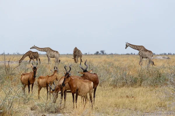 Tsessebe (Damaliscus lunatus) — Stock fotografie