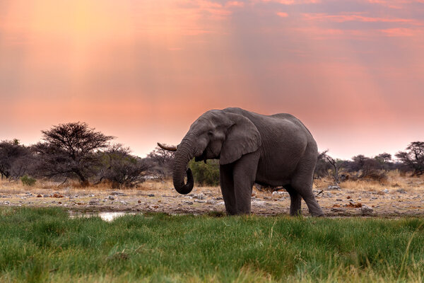 Portrait of african elephants with dusk sky, Etosha national Park Ombika Kunene, Namibia, wildlife photography