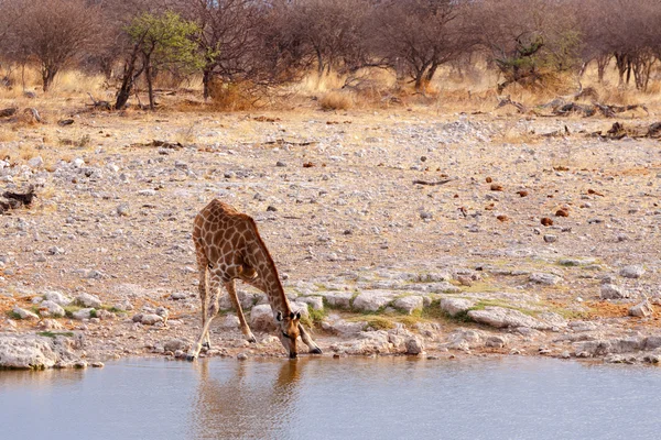 Giraffa camelopardalis w pobliżu waterhole — Zdjęcie stockowe