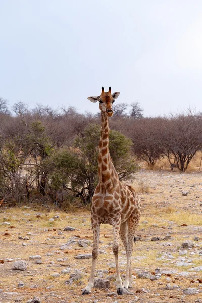 Giraffa camelopardalis nära vattenhål — Stockfoto