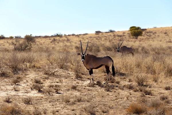 Gemsbok, Oryx gazella — Stok fotoğraf