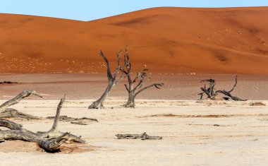 Namib Çölü'nde gizli Vlei 