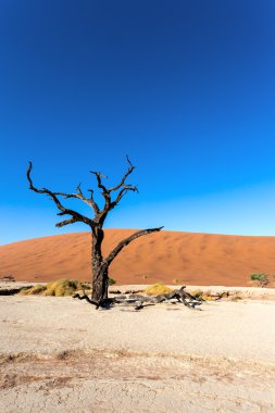Namib Çölü'nde gizli Vlei 