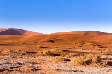 Namib Çölü'nde gizli Vlei 