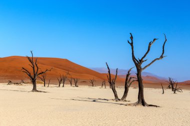 Namib Çölü'nde gizli Vlei 