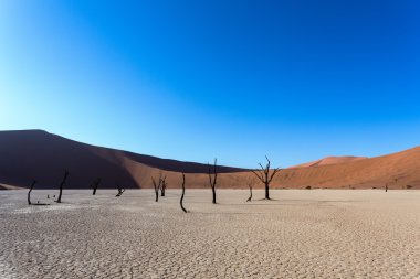 Namib Çölü'nde gizli Vlei 