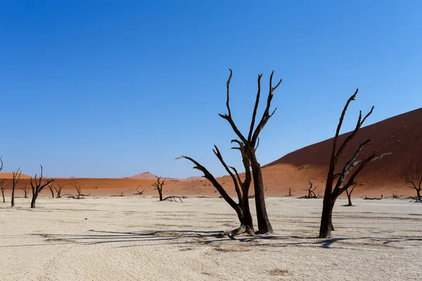 Vlei oculto en el desierto de Namib — Foto de Stock