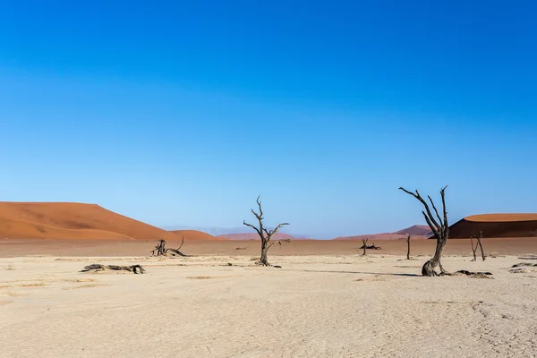 Versteckt vlei in namib Wüste — Stockfoto