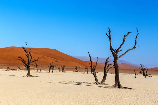 Vlei escondido no deserto da Namíbia — Fotografia de Stock