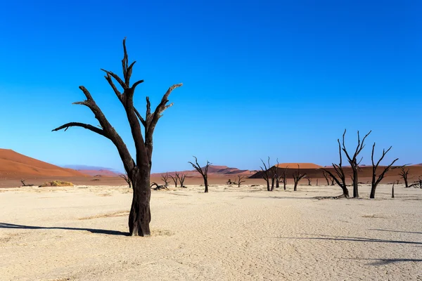 Dolda Vlei i Namiböknen — Stockfoto