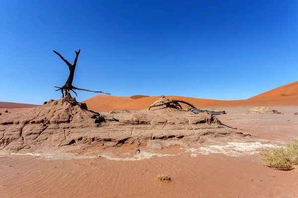 Vlei caché dans le désert namibien — Photo