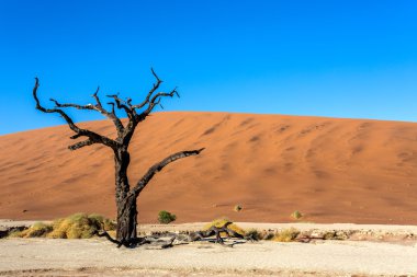 Namib Çölü'nde gizli Vlei 