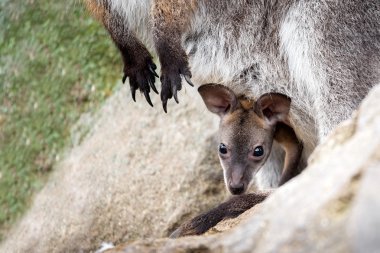 Closeup of a baby of Red-necked Wallaby clipart