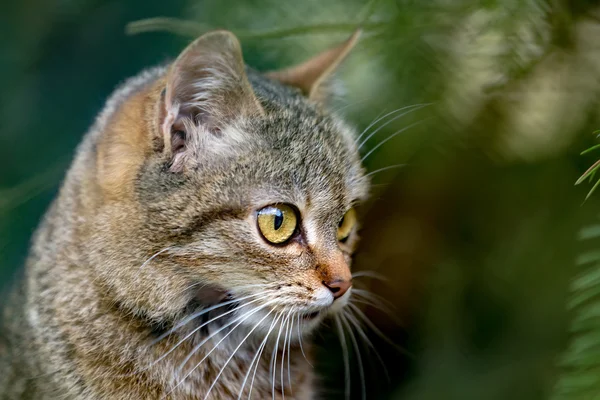 Close up cat portrait — Stock Photo, Image