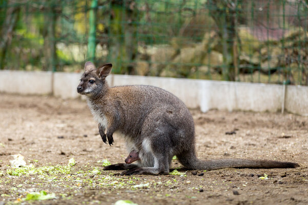 Closeup of a Red-necked Wallaby with baby