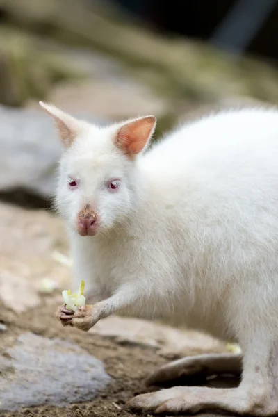 Closeup of a Red-necked Wallaby white albino female — Stock Photo, Image
