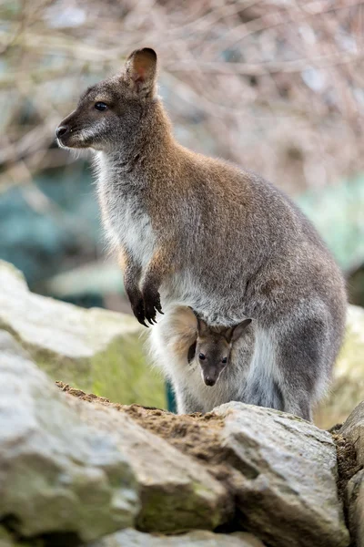 Primer plano de un Wallaby de cuello rojo con bebé — Foto de Stock