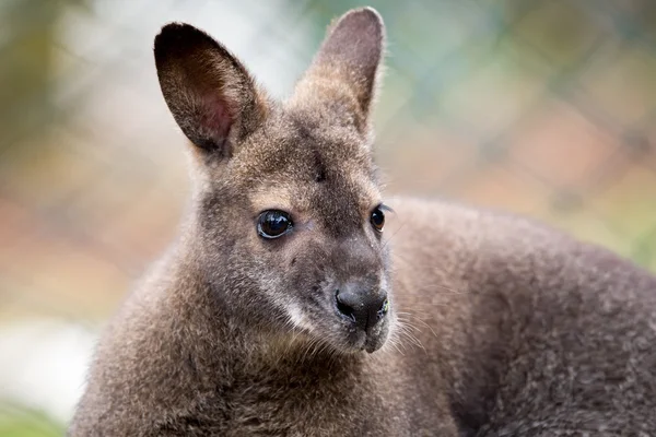 Kızıl enseli kanguru closeup — Stok fotoğraf
