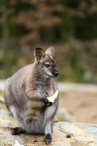 Close-up van een red-necked wallaby — Stockfoto