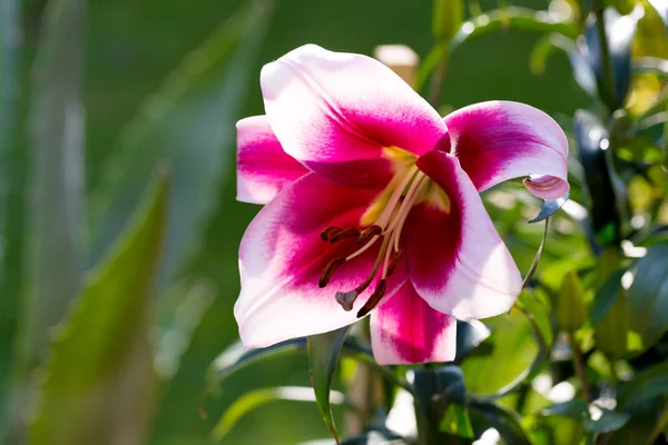 Detail van bloeiende roze lelie — Stockfoto