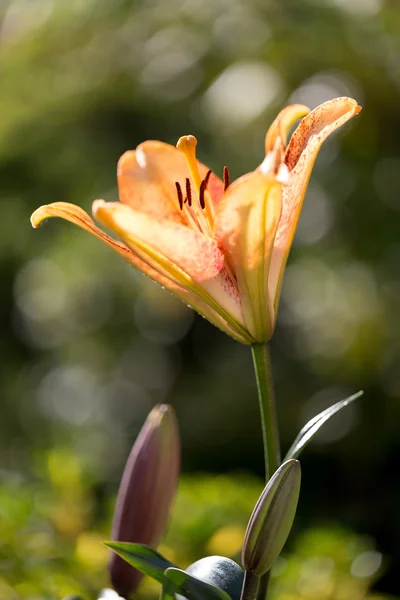 Detail of flowering orange lily — Stock Photo, Image