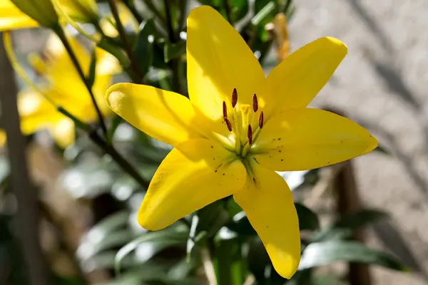 Detail of flowering yellow lily — Stock Photo, Image