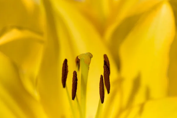 Detalj av blommande gul Lilja — Stockfoto