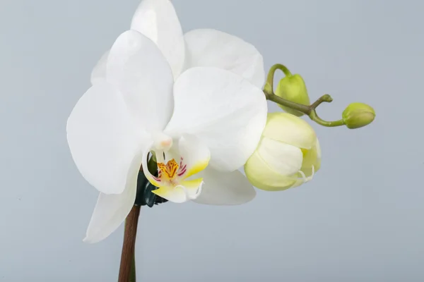 Romantisk gren av vit orkidé — Stockfoto