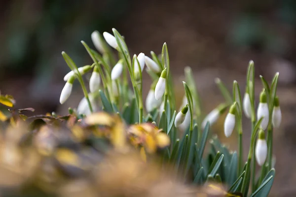 Goutte de neige fleurir au printemps — Photo