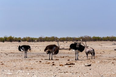 Devekuşu Struthio camelus, etkin, Namibia