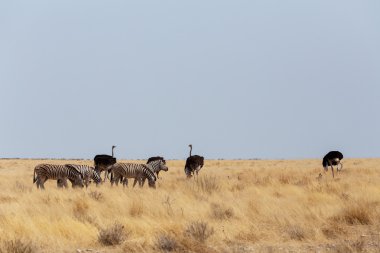 Devekuşu Struthio camelus, etkin, Namibia