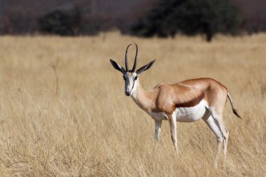 Springbok Antidorcas marsupialis