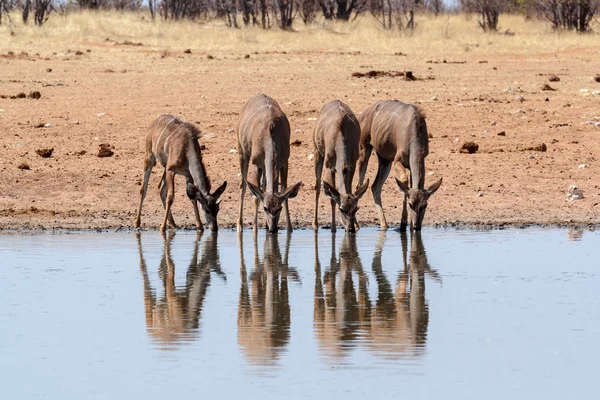 Drinking Kudu antelope — Stock Photo, Image