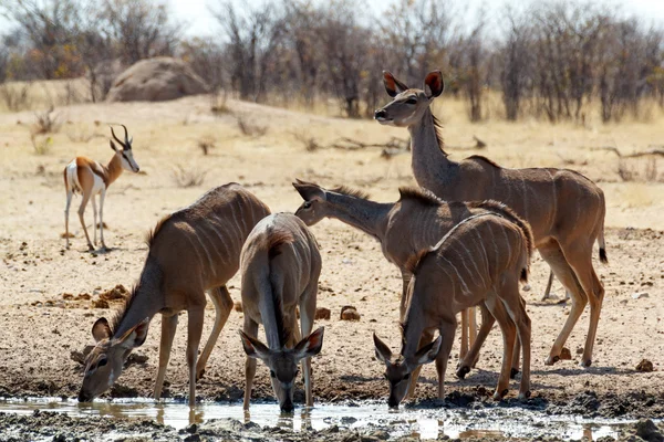 Içme Kudu antilop — Stok fotoğraf