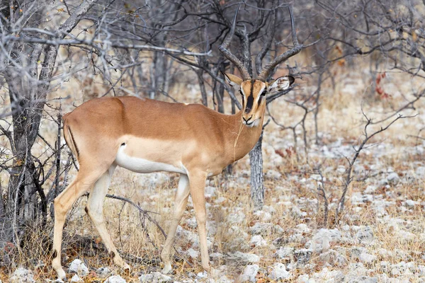 Impala antilop portresi — Stok fotoğraf