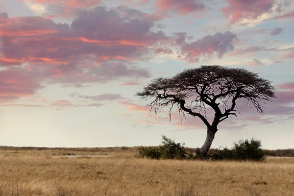 Великого дерева акації в відкрита Савана рівнини Африки — стокове фото