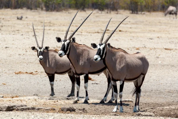 Gemsbok, Oryx gazella sur un trou d'eau — Photo