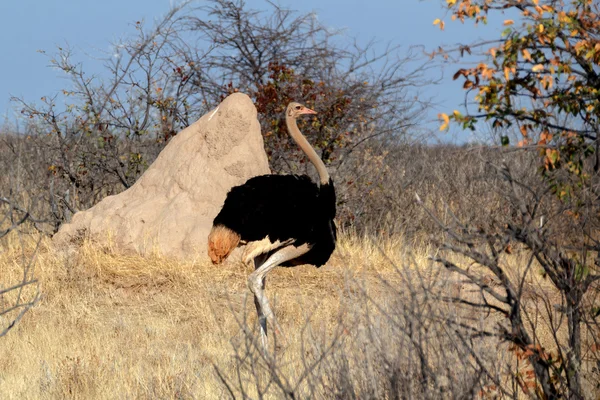 鸵鸟鸵鸟双峰，在纳米比亚的埃托沙 — 图库照片