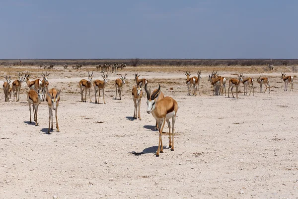 Antilope saltante Antidorcas marsupialis — Foto Stock