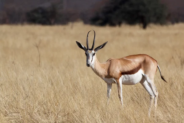 Antilopa skákavá Antidorcas marsupialis — Stock fotografie