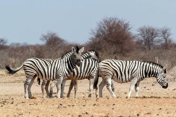 Зебра в африканских кустах — стоковое фото