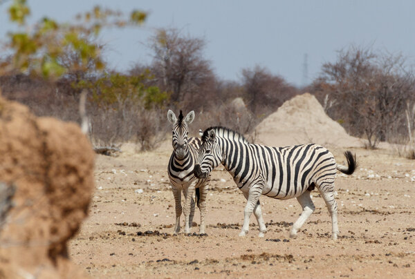 Zebra in african bush. Etosha national Park, Ombika, Kunene, Namibia. Wildlife.